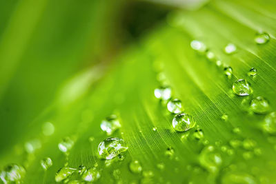 Close-up of raindrops on green leaves