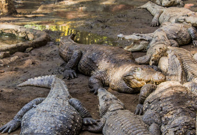 View of crocodile resting in sea