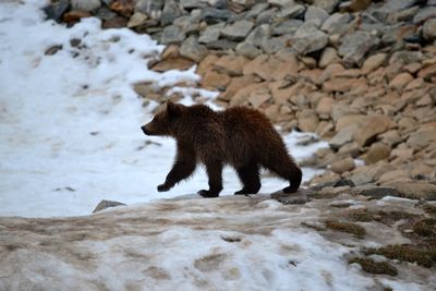 Cat standing on rock during winter
