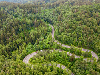 Winding road trough dense pine forest. aerial drone view, top down