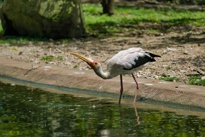 Storks perching on a lake