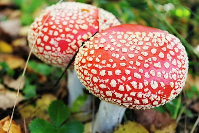 Close-up of fly agaric mushroom