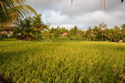 Scenic view of agricultural field against sky