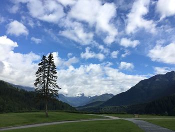 Pine trees on field against sky