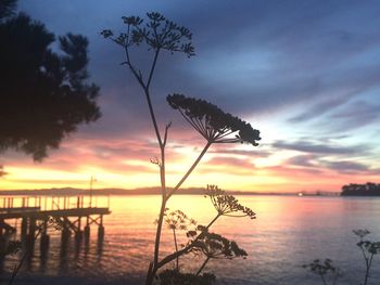 Silhouette tree on beach against sky during sunset