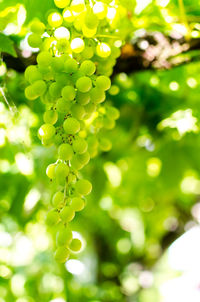 Close-up of green leaves