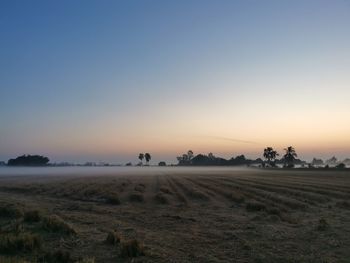 Scenic view of agricultural field against clear sky during sunset