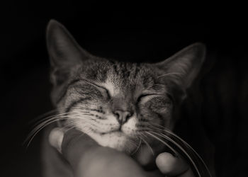 Close-up of hand holding cat