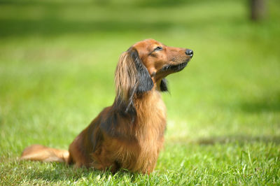 Close-up of a dog on field