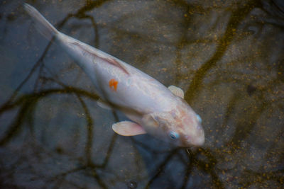 High angle view of fish swimming in sea