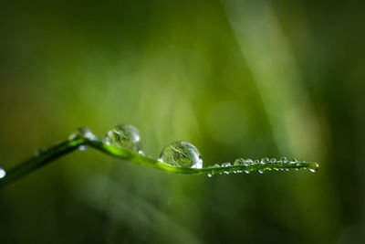 Close-up of water drops on plant