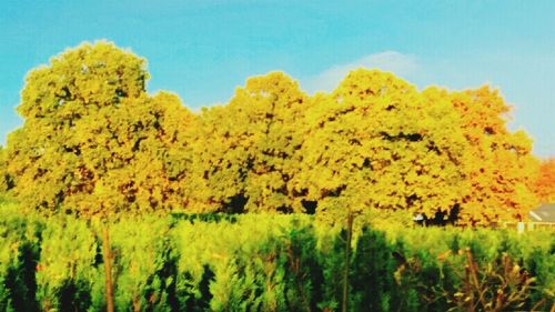 Low angle view of flowers on field against clear sky