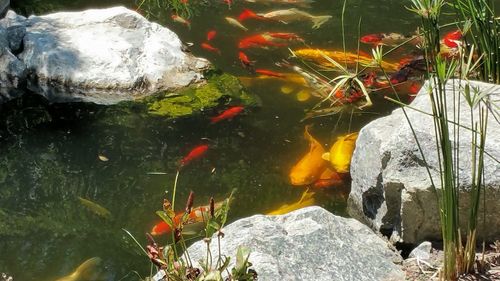 Plants in water