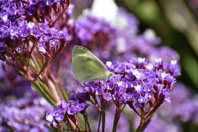 Close-up of butterfly pollinating on purple flower
