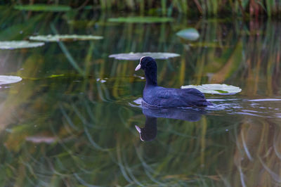 Duck swimming in water