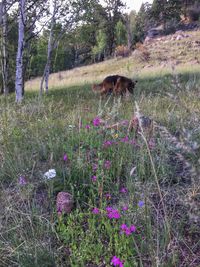 Dog on field by trees