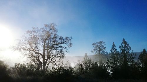 Low angle view of trees against clear blue sky