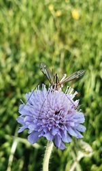 Close-up of purple flowers blooming