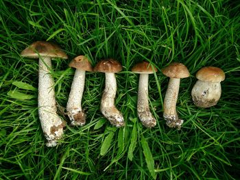 High angle view of mushrooms on field