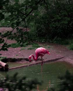 Bird in a lake