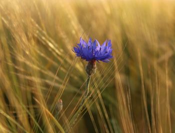 Close-up of purple flower growing on field