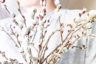 Close-up of white flowering plant