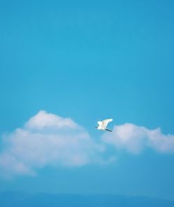 Low angle view of airplane flying in sky