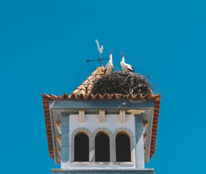 Low angle view of bird against clear blue sky