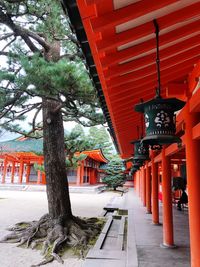 Red lantern by building against trees