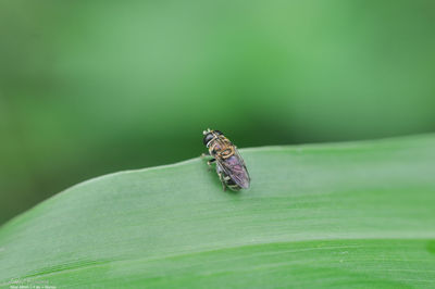 Close-up of insect on green leaf