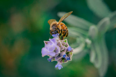 Close-up of bee pollinating on purple flower