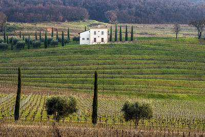 Scenic view of agricultural field