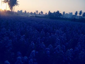 Scenic view of field against sky during sunset