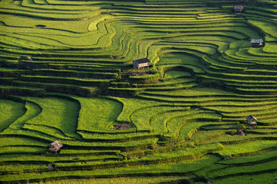 Scenic view of rice paddy