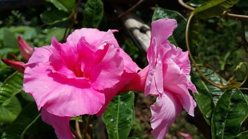 Close-up of pink flowers blooming outdoors