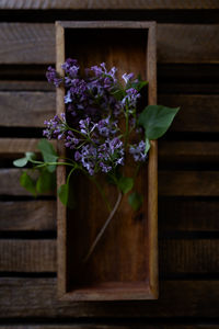 Close-up of purple flowering plant on table