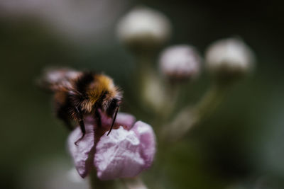 Close-up of bee on purple flower