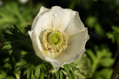 plant