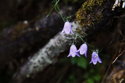 Close-up of purple flowers blooming outdoors