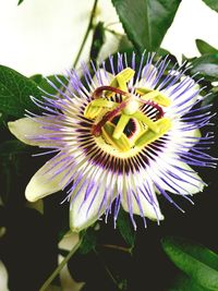 Close-up of passion flower