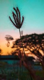 Close-up of silhouette plant against sky during sunset