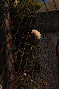 Close-up of bird on chainlink fence