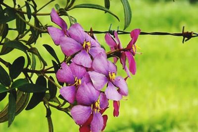 Close-up of pink flowers