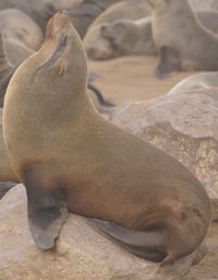 Close-up of animal relaxing on sand