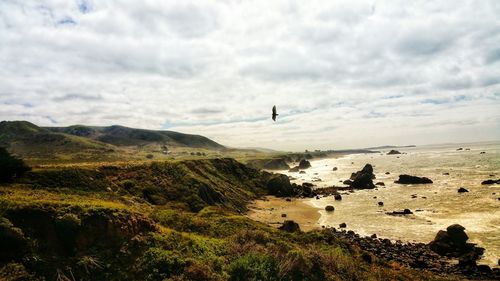 Scenic golden eagle and rugged california coast