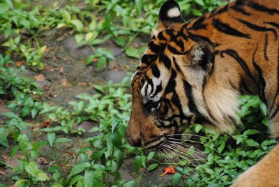 Tiger in a forest