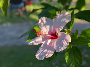 Pink hibiscus rosa-sinensis- beautiful flowering plant