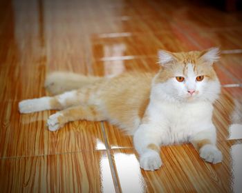 Close-up of cat sitting on table