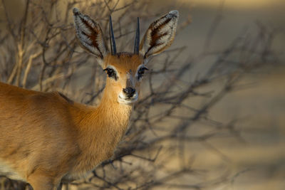 Portrait of deer