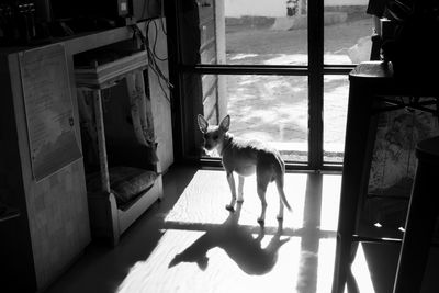 Small dog waiting in front of the french door